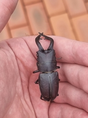 Prosopocoilus inclinatus