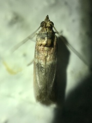 Ptyomaxia swinhoeella