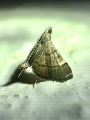 Cangetta hartoghialis
