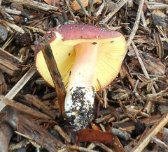 Russula purpureoflava