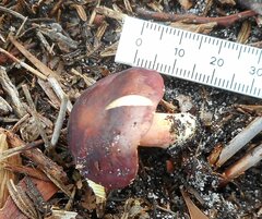 Russula purpureoflava