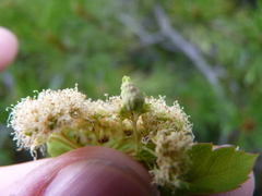 Eriophyes paraspiraeae