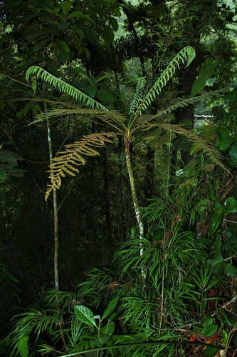 Cyathea bipinnatifida