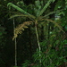 Cyathea bipinnatifida - Photo (c) Jorge L. Peña, some rights reserved (CC BY-NC), uploaded by Jorge L. Peña