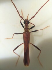 Epheus costifer