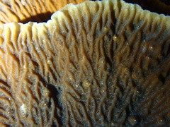 Leptoseris yabei