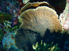Leptoseris yabei