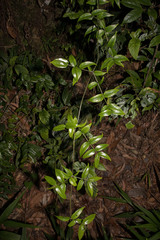 Coptosapelta diffusa