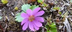 Primula cuneifolia