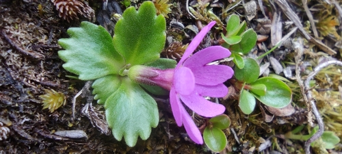 Image of Primula cuneifolia by (c) Santiago Martín-Bravo, some rights reserved (CC BY)