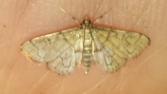 Anageshna primordialis