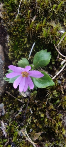 Image of Primula cuneifolia by (c) Santiago Martín-Bravo, some rights reserved (CC BY)