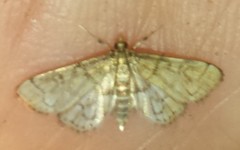 Anageshna primordialis