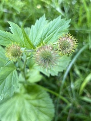 Geum macrophyllum