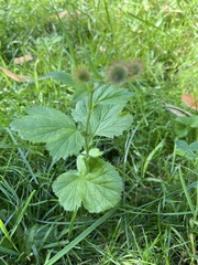 Geum macrophyllum