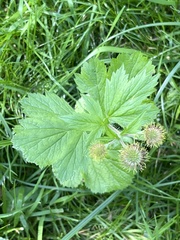 Geum macrophyllum