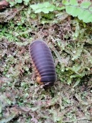 Glomeridae