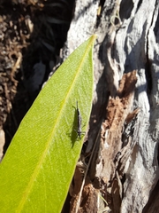 Idolothrips spectrum