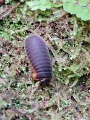 Glomeridae