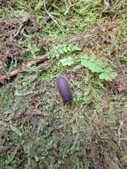 Glomeridae