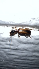 Leptotrachelus dorsalis