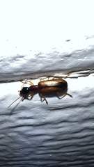 Leptotrachelus dorsalis