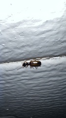 Leptotrachelus dorsalis