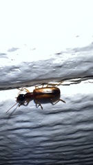 Leptotrachelus dorsalis