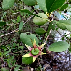 Sonneratia caseolaris