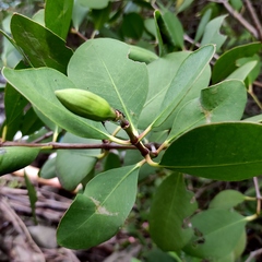 Sonneratia caseolaris