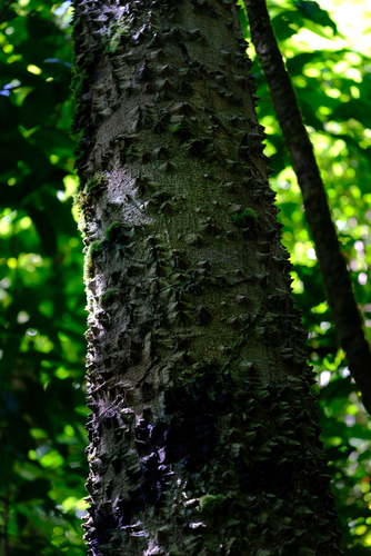 Lacmellea panamensis, 2022-07-14