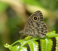 Ypthima horsfieldii