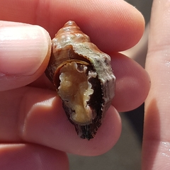 Stramonita haemastoma