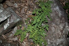 Indigofera venulosa