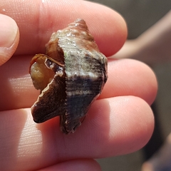 Stramonita haemastoma