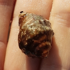 Stramonita haemastoma