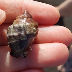 Stramonita haemastoma
