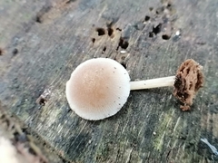 Pluteus semibulbosus