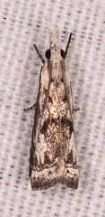 Microcrambus kimballi