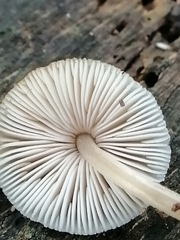 Pluteus semibulbosus
