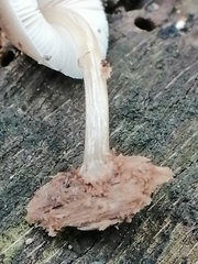 Pluteus semibulbosus