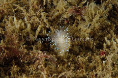 Antiopella cristata
