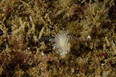 Antiopella cristata