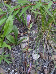 Gentianella propinqua