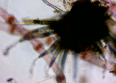 Calothrix