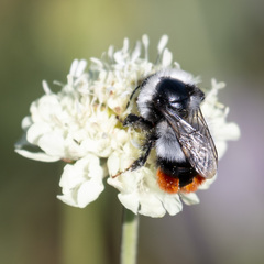 Bombus niveatus