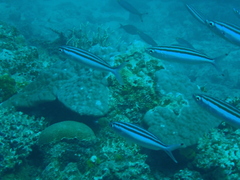 Pterocaesio trilineata