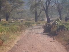Leptailurus serval