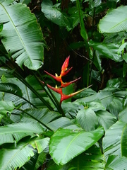 Heliconia