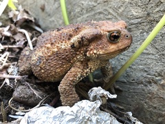 Bufo verrucosissimus